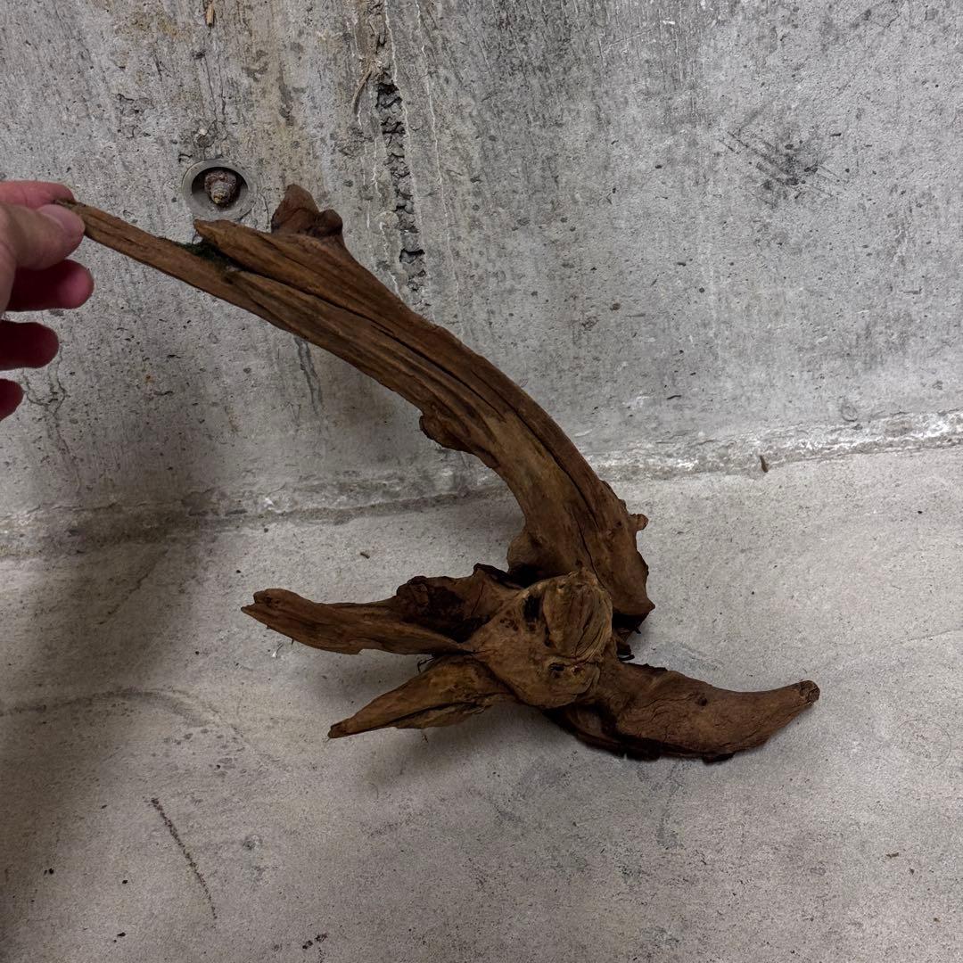 ADA ホーンウッド　流木その他　アクアリウム　テラリウム