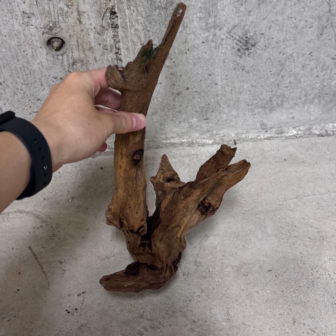 ADA ホーンウッド　流木その他　アクアリウム　テラリウム