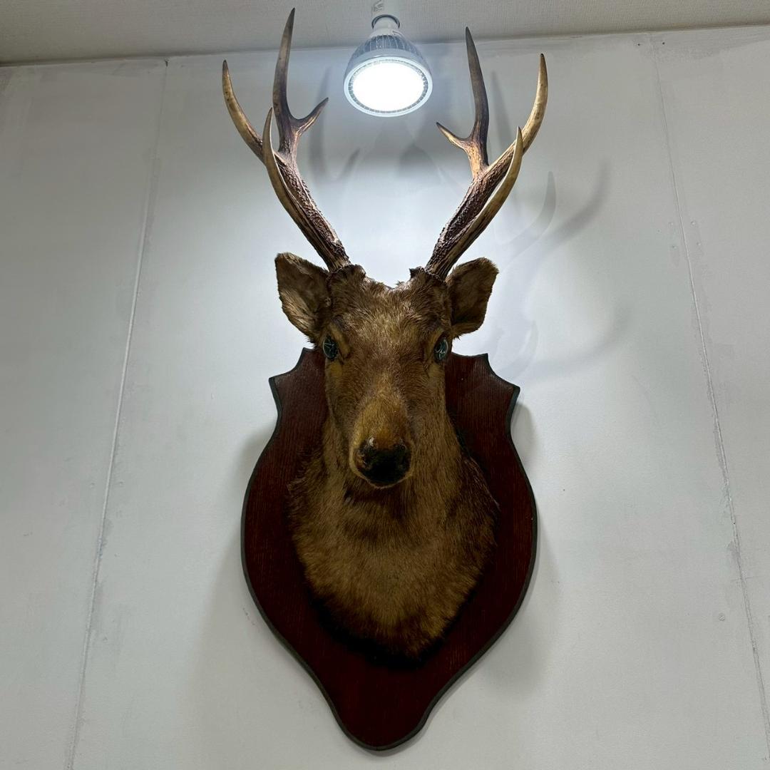 iΦ【引き取り歓迎】鹿の剥製 壁掛け ニホンジカ ハンティングトロフィー