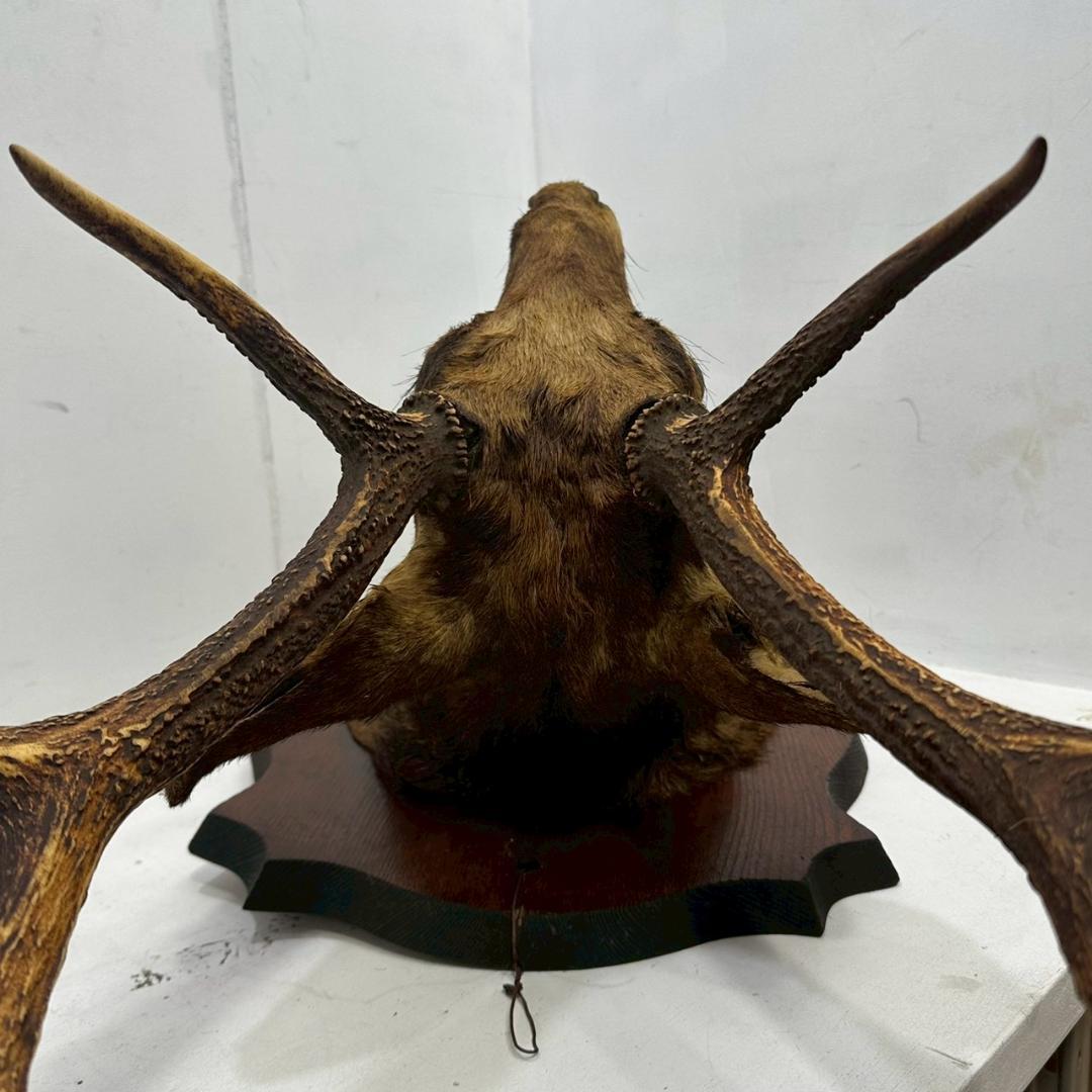 iΦ【引き取り歓迎】鹿の剥製 壁掛け ニホンジカ ハンティングトロフィー