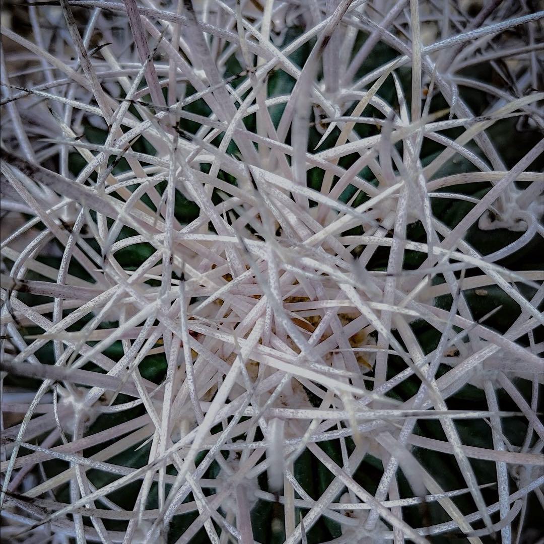 フェロカクタス 白鳥丸 サボテン 迫力の大株