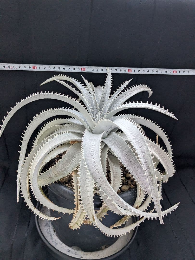 Dyckia ディッキア　  Shark スノーシャーク Q