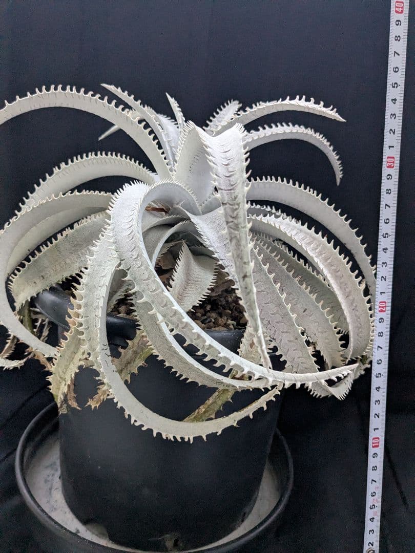 Dyckia ディッキア　  Shark スノーシャーク Q