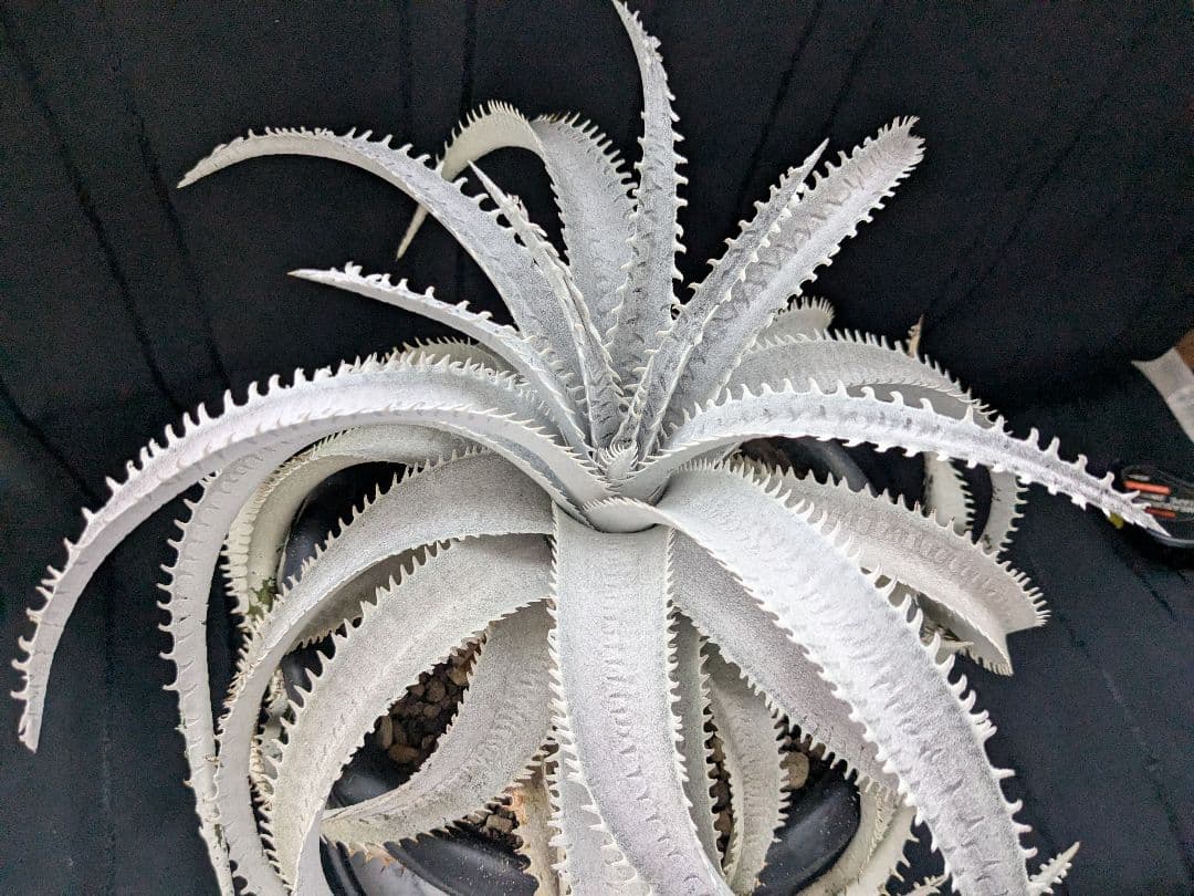 Dyckia ディッキア　  Shark スノーシャーク Q