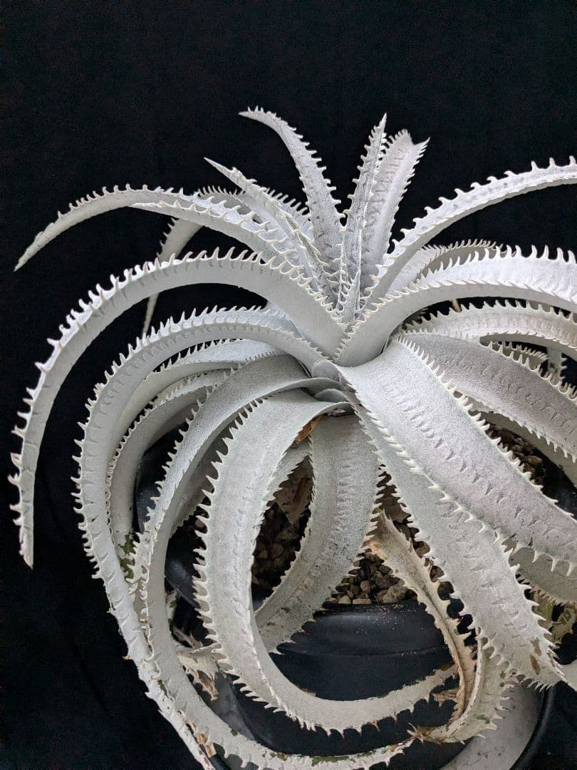 Dyckia ディッキア　  Shark スノーシャーク Q