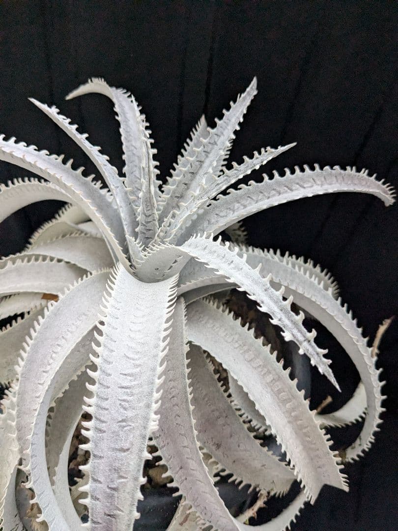 Dyckia ディッキア　  Shark スノーシャーク Q