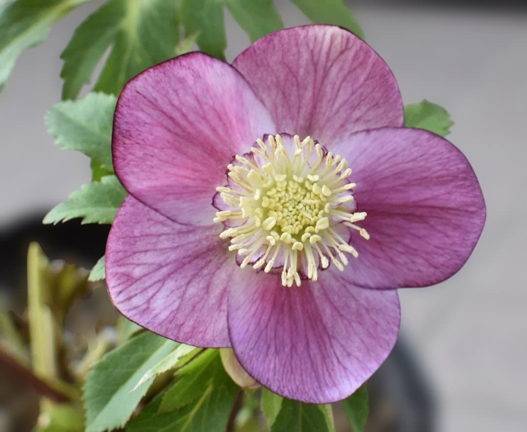 広瀬園芸　セミダブル　ピンク　クリスマスローズ　開花株
