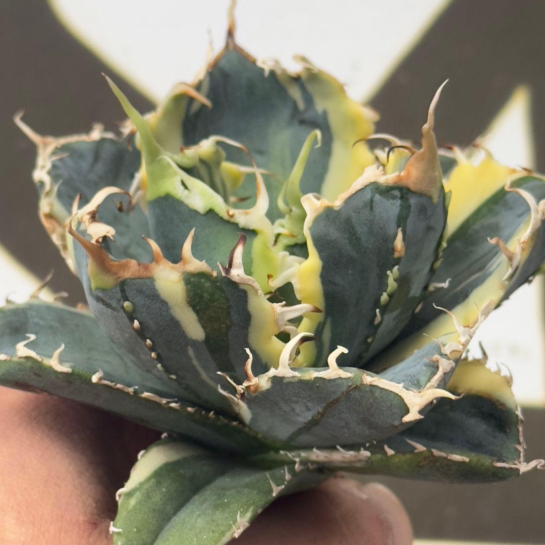 757【上澳園芸】 アガベ チタノタ 白鯨錦 覆輪斑 絶版背刺