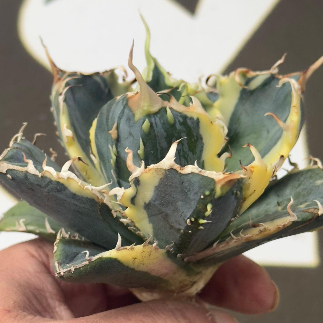 757【上澳園芸】 アガベ チタノタ 白鯨錦 覆輪斑 絶版背刺