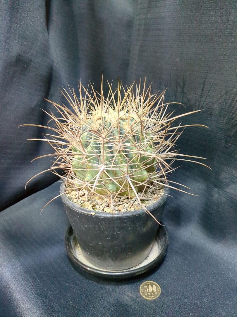 白鳥丸　（鯱頭変種）　白麗