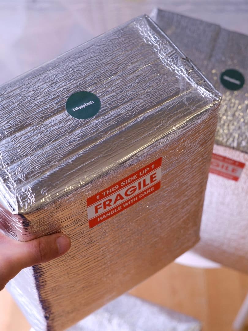 【正規タグ】Anthurium 'Michelle'│アンスリウム・ミシェル②