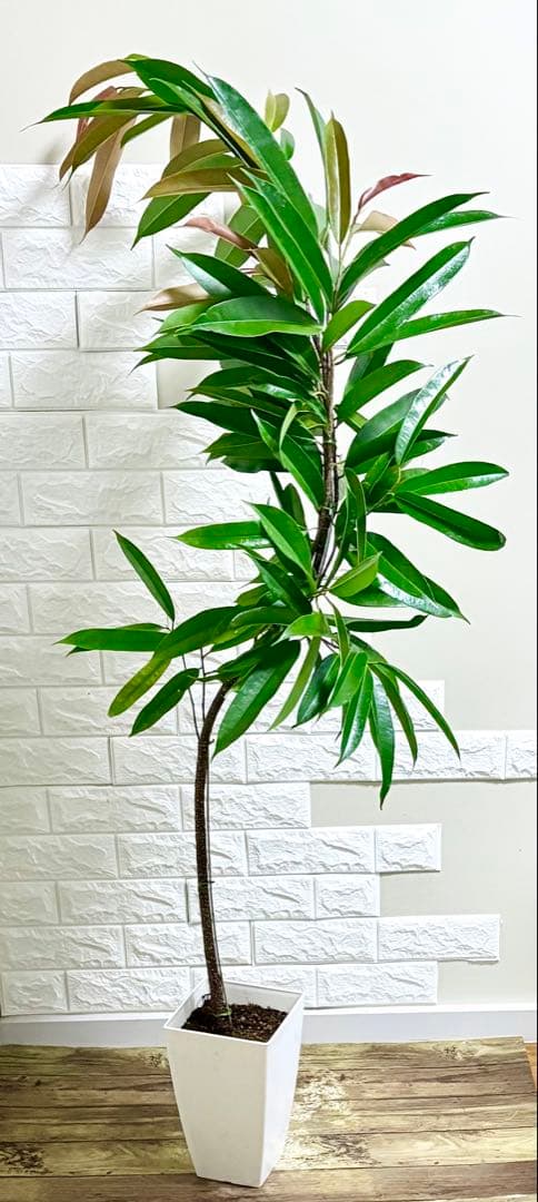 フィカスアムステルダムキング⭐️曲がり⭐️約150cm⭐️観葉植物
