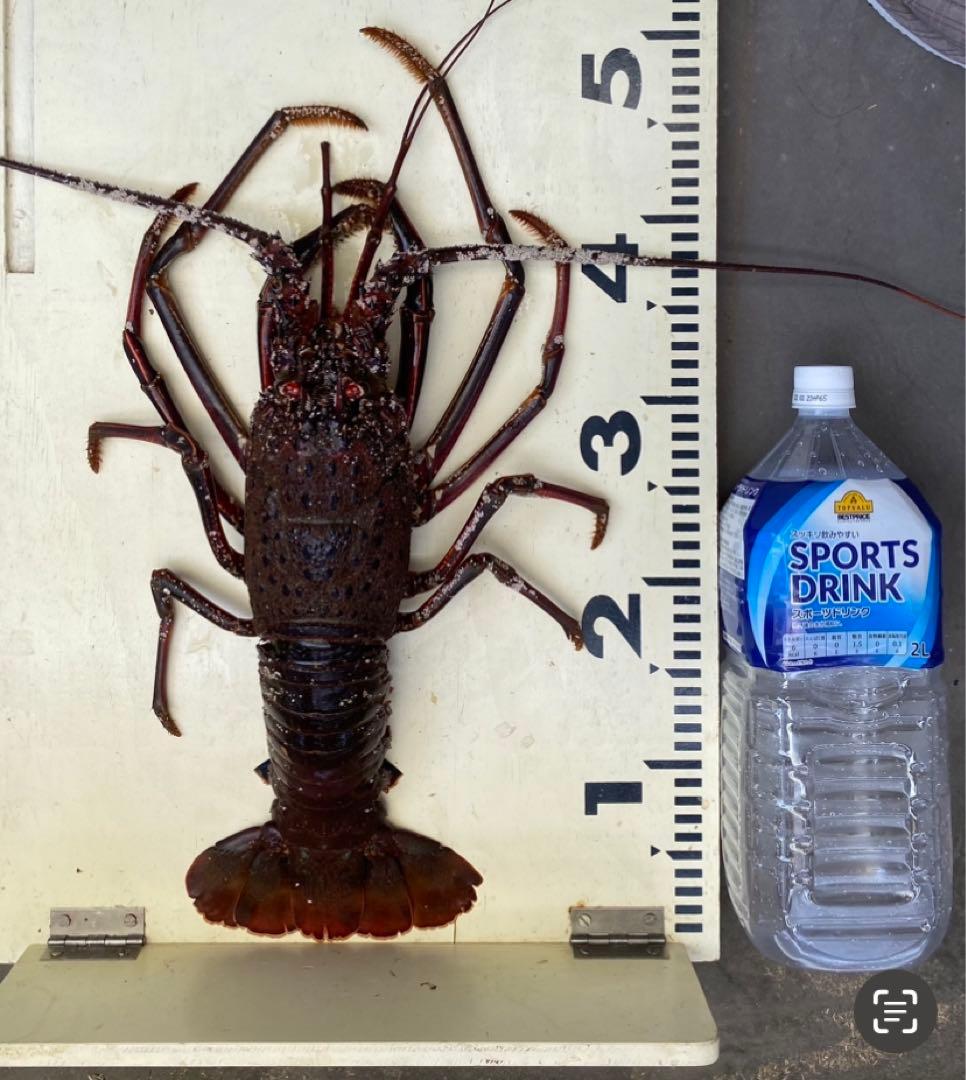 穴釣り竿 伊勢海老竿 ハンドメイド ロッド 竹 テトラ 和竿 漆塗り 研ぎ出し