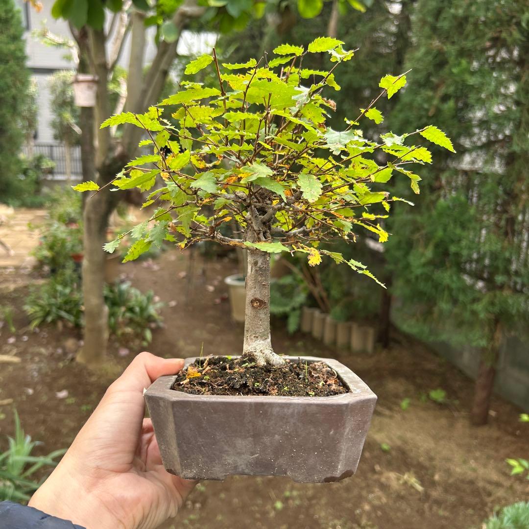 盆栽　欅　ケヤキ　中品盆栽 長方鉢 緑色の葉