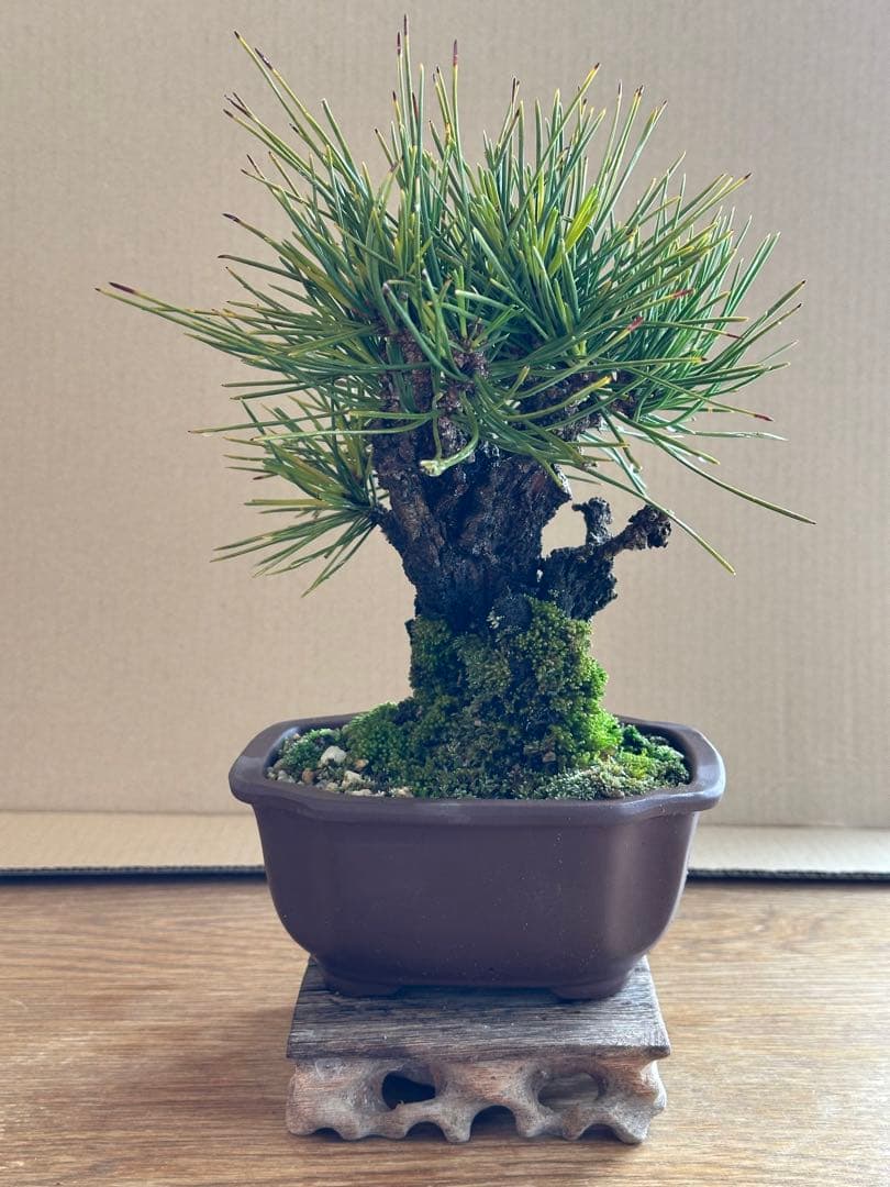 盆栽 小品盆栽 錦松(夢錦)-5