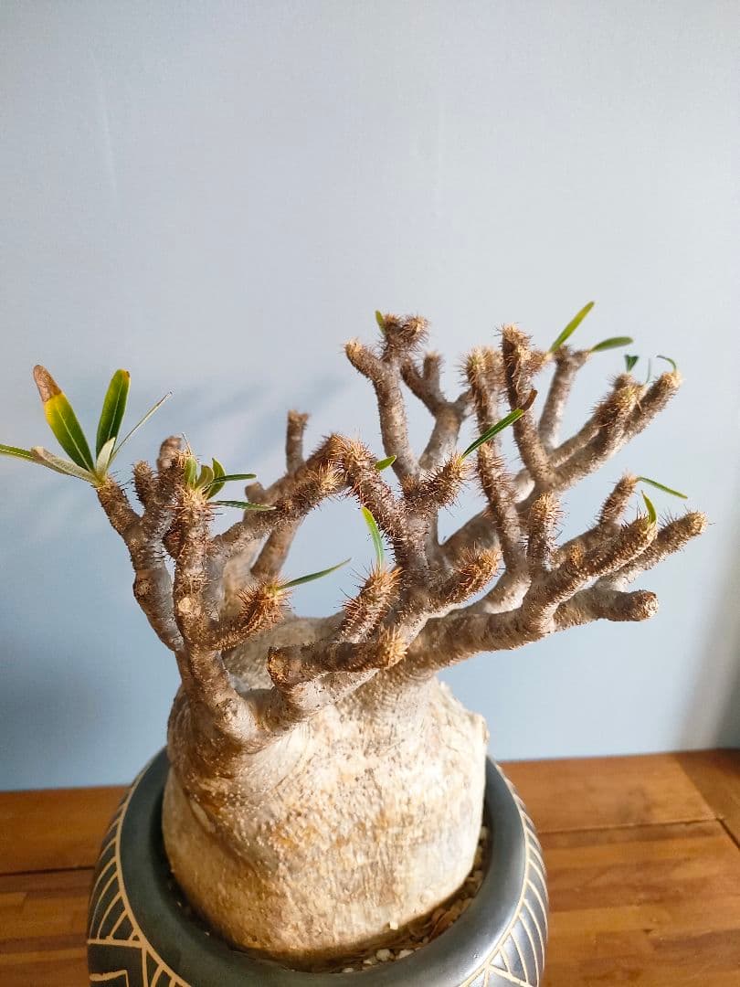 s*s様 【良型】パキポディウム・グラキリス