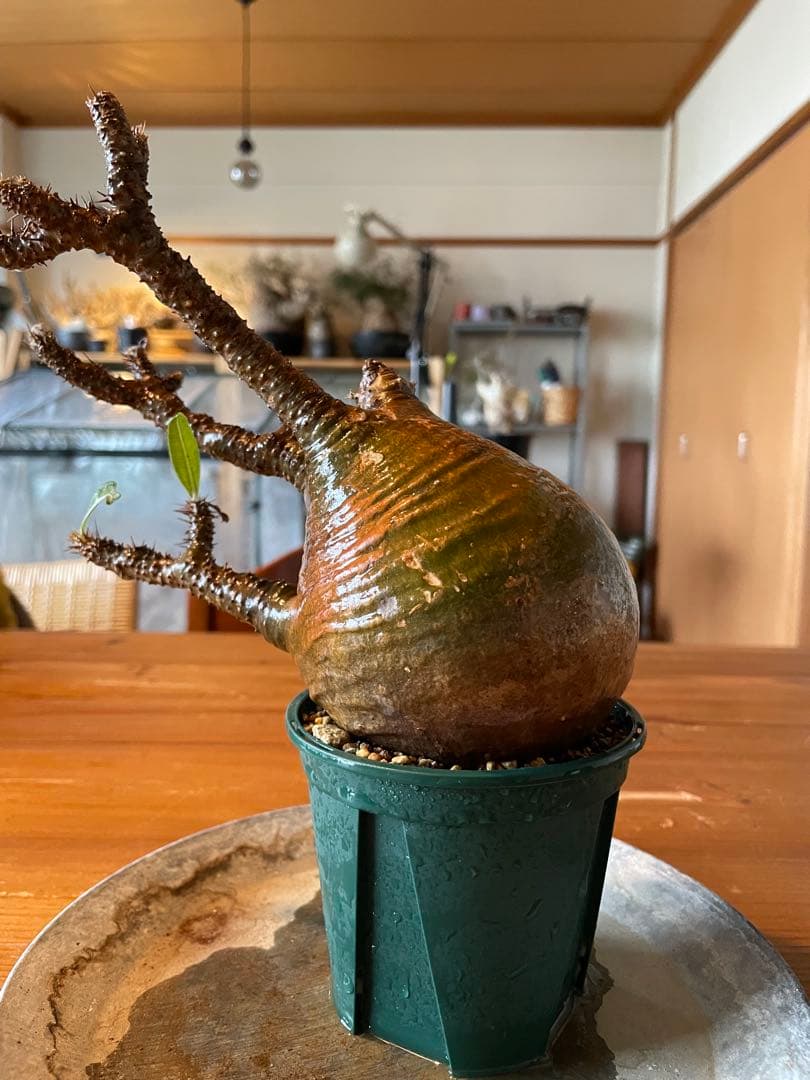 【現地／発根済】パキポディウム　グラキリス（塊根植物）ODDROOTS管理株