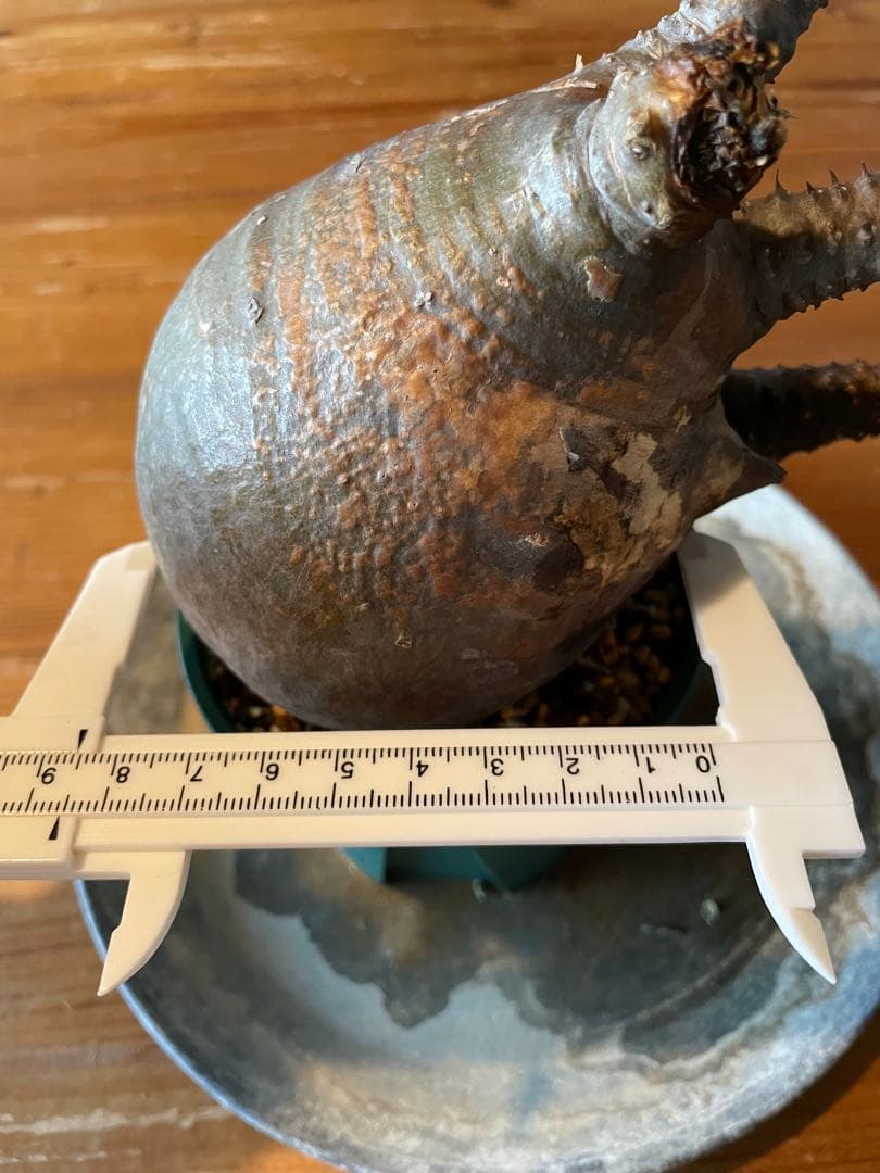 【現地／発根済】パキポディウム　グラキリス（塊根植物）ODDROOTS管理株