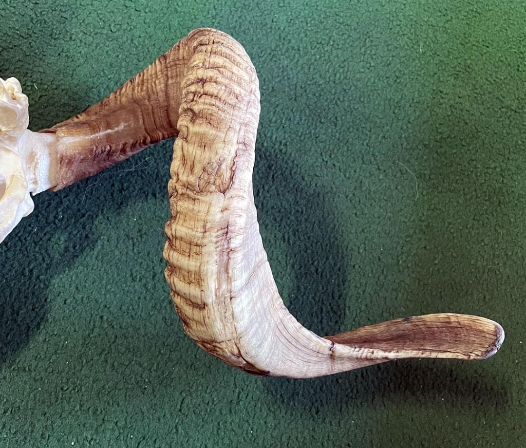 くるくる巻き角！ 羊（メリノ種）巻角（XLサイズ）スカルホーン A