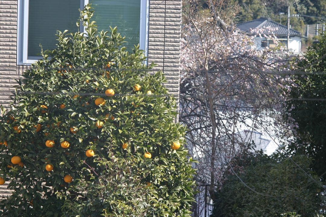 AUTO YASHINON-DX 135mm F2.8 M42（作例あり）