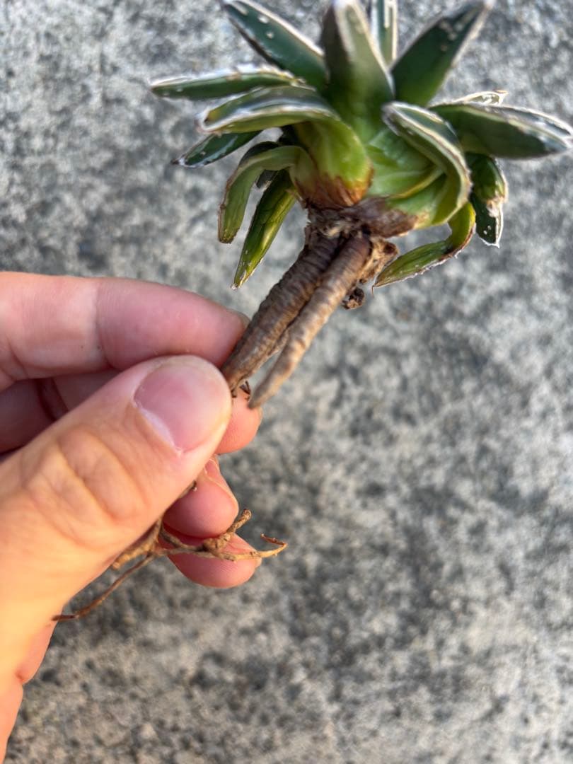 アガベ　姫笹の雪　白外斑入　子株1個付き