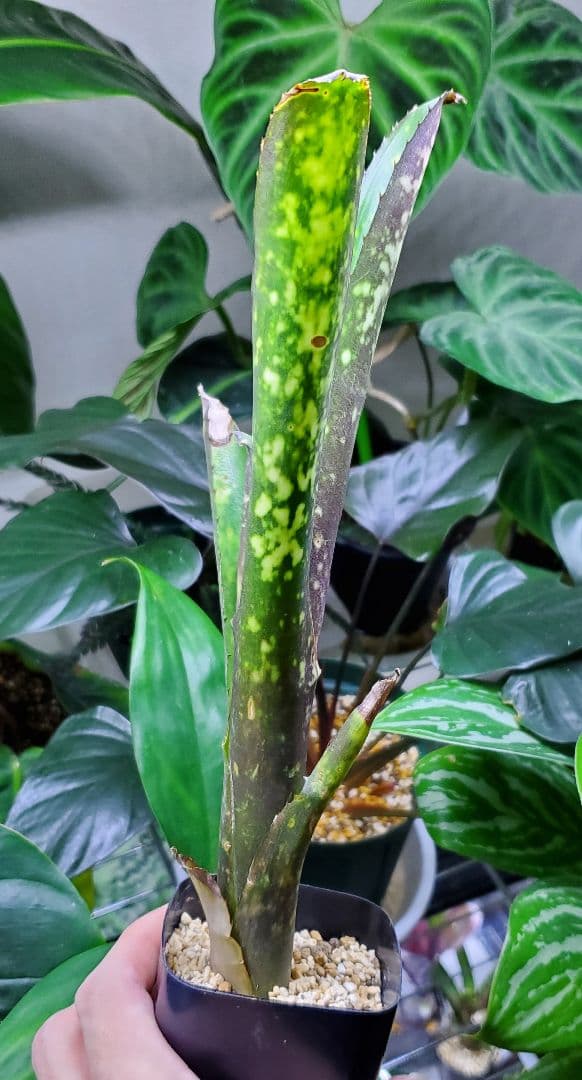 ビルベルギア ワイルドシング タンクブロメリア 観葉植物 Billbergia