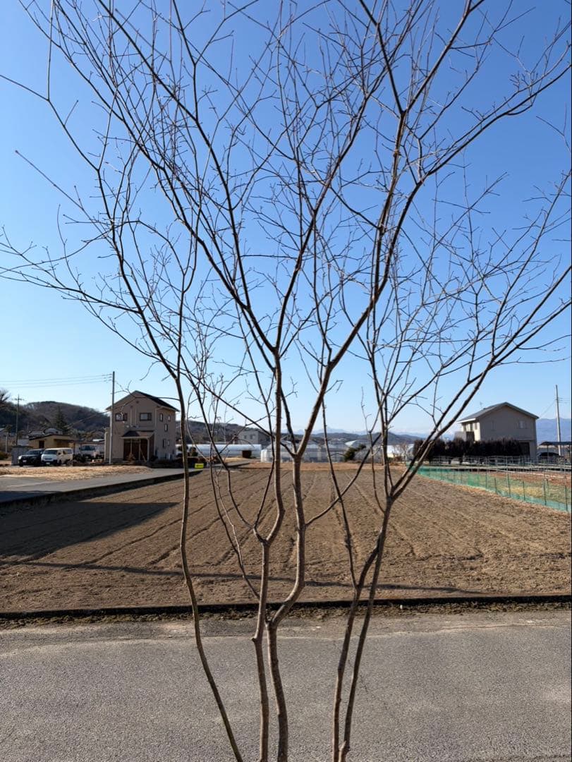 山採り ヤマモミジ 株立ち 5本立ち 自然樹形