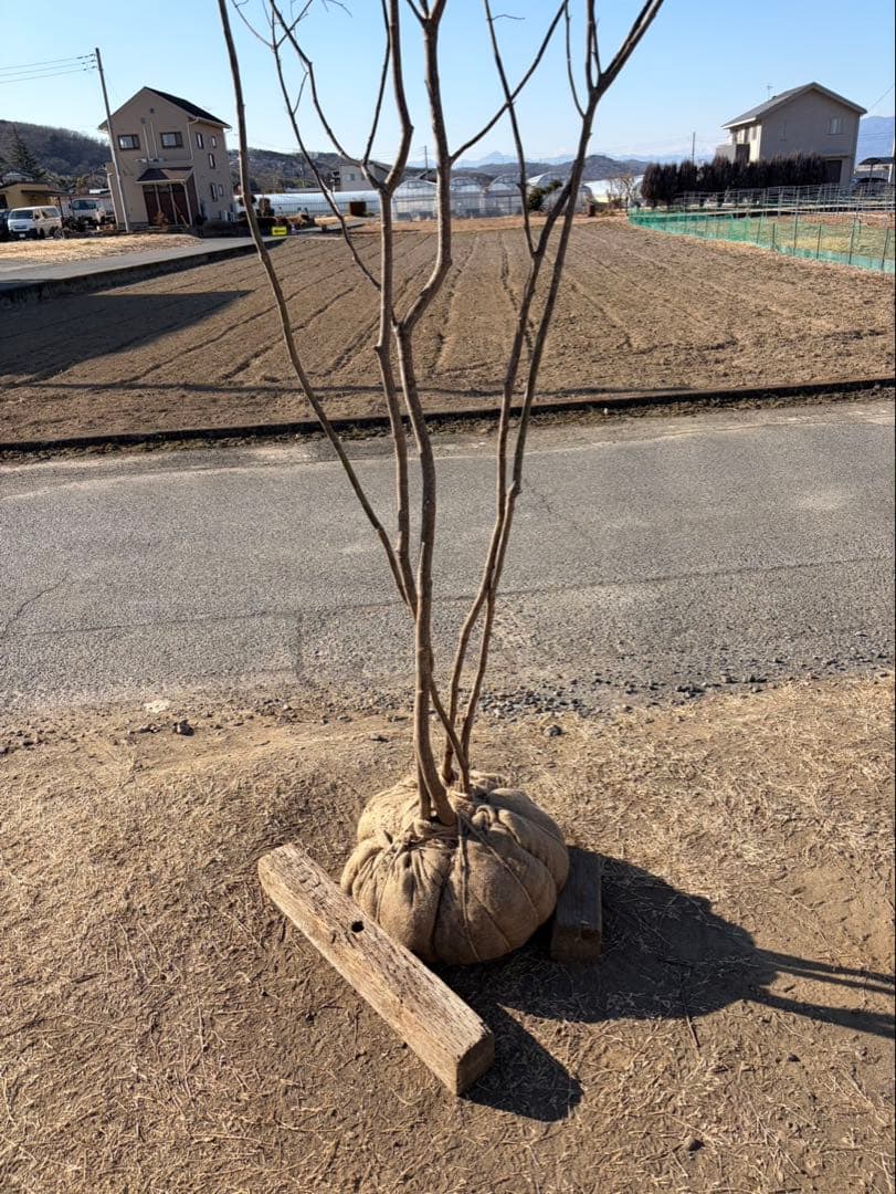 山採り ヤマモミジ 株立ち 5本立ち 自然樹形