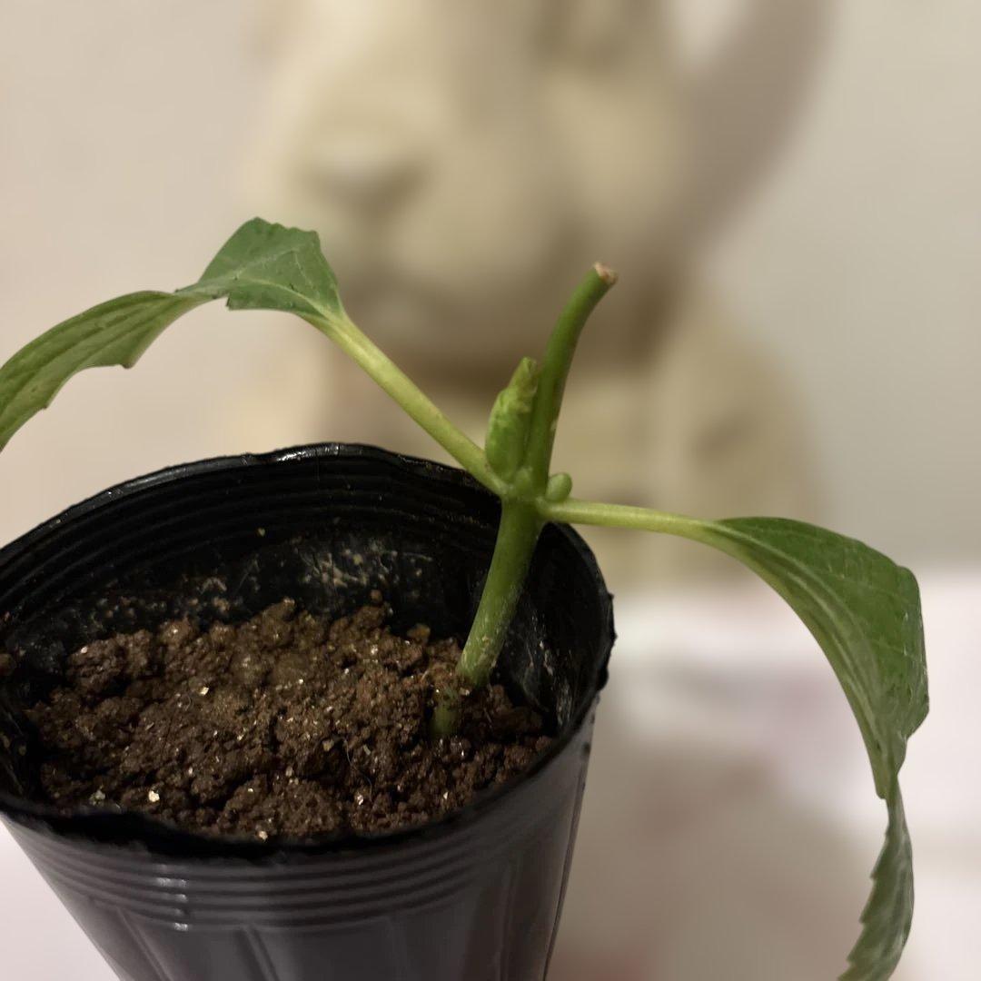 華やかな覆輪紫陽花