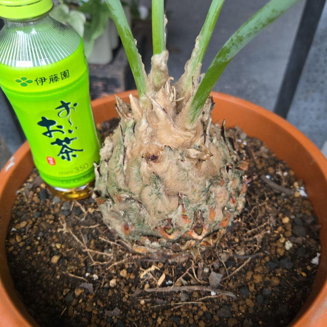 PECO POCOソテツディオーン　10号特大苗木最高等級極上品‼️　希少