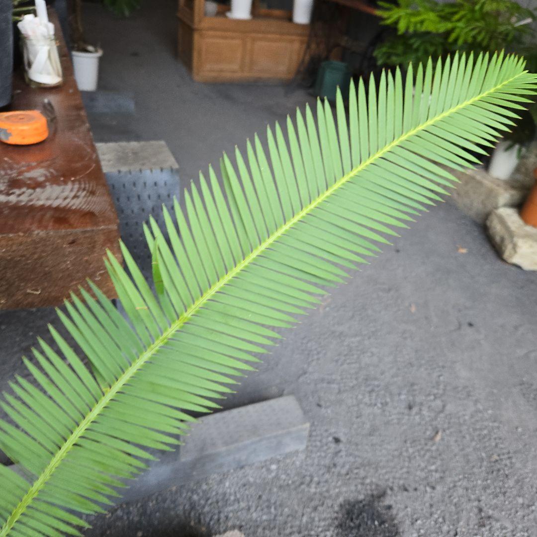 PECO POCOソテツディオーン　10号特大苗木最高等級極上品‼️　希少