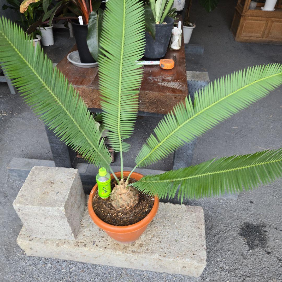 PECO POCOソテツディオーン　10号特大苗木最高等級極上品‼️　希少