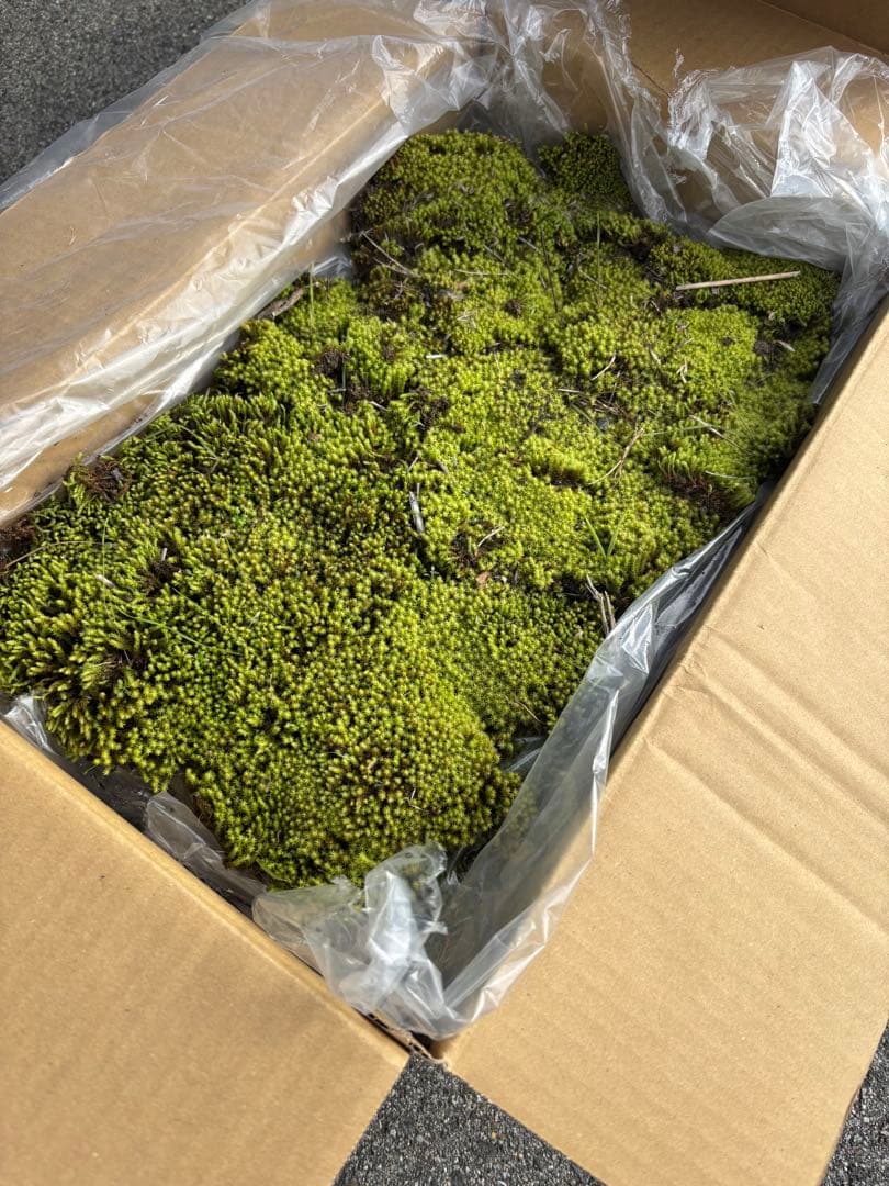 スナゴケ　10枚