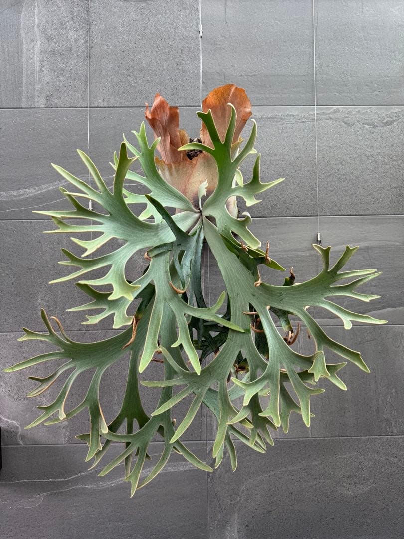 ビカクシダ Anapat#1 オリジナル　子株②