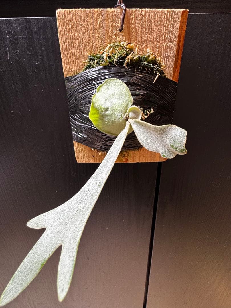 ビカクシダ Anapat#1 オリジナル　子株②