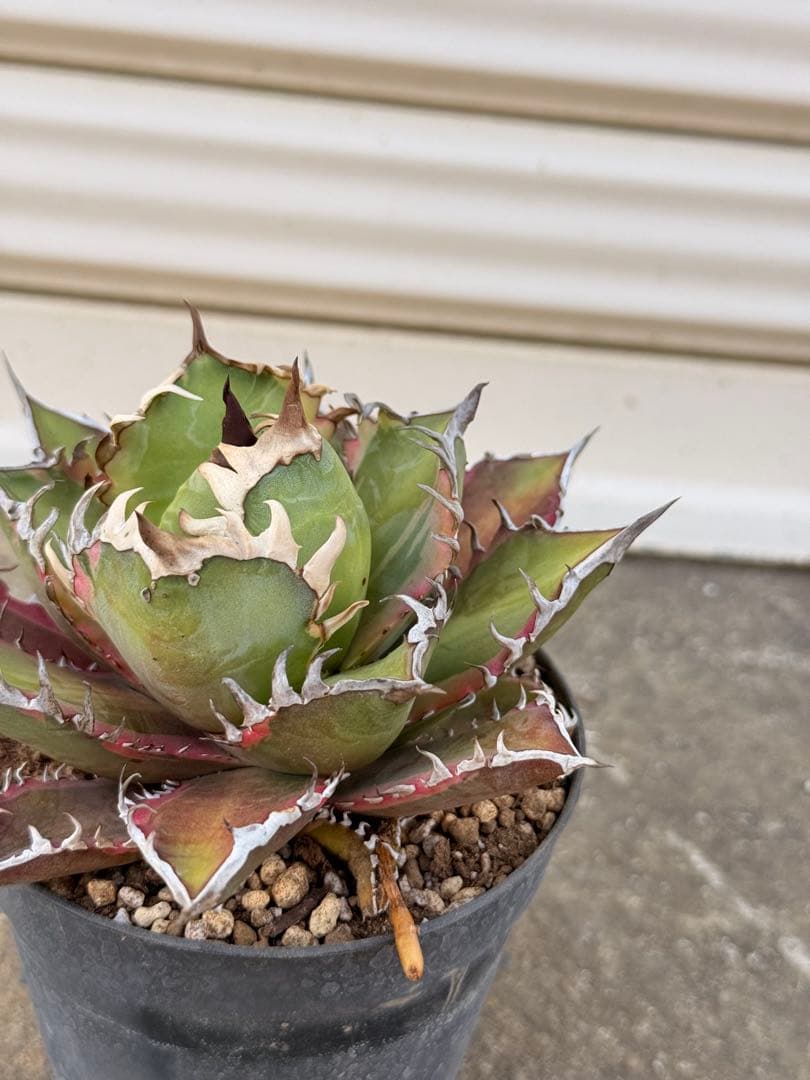 レッドキャットウィーズル 斑入り｜ピンク差し斑｜3.5寸鉢｜希少　斑入りRCW