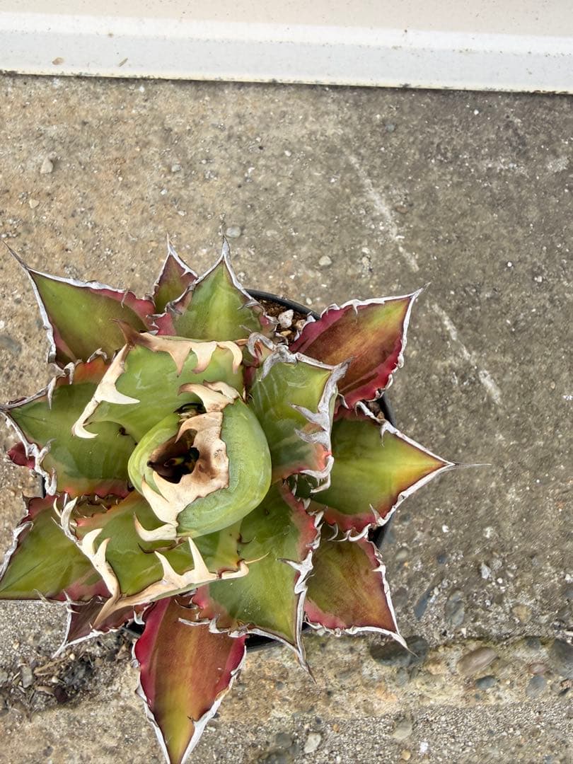 レッドキャットウィーズル 斑入り｜ピンク差し斑｜3.5寸鉢｜希少　斑入りRCW