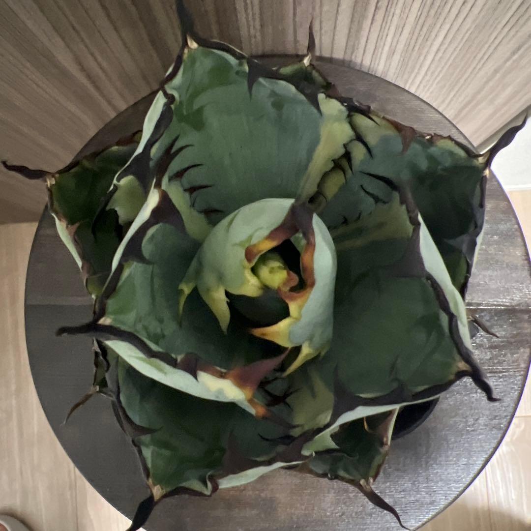 アガベ ブラックアンドブルー　BB 斑入り