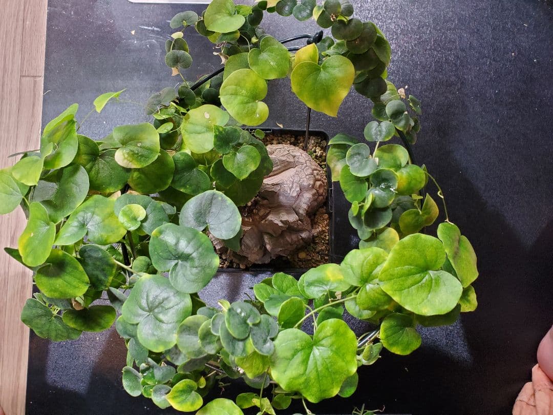 アフリカ亀甲竜 特大18cm 現地球 亀甲 良型 鉢付き