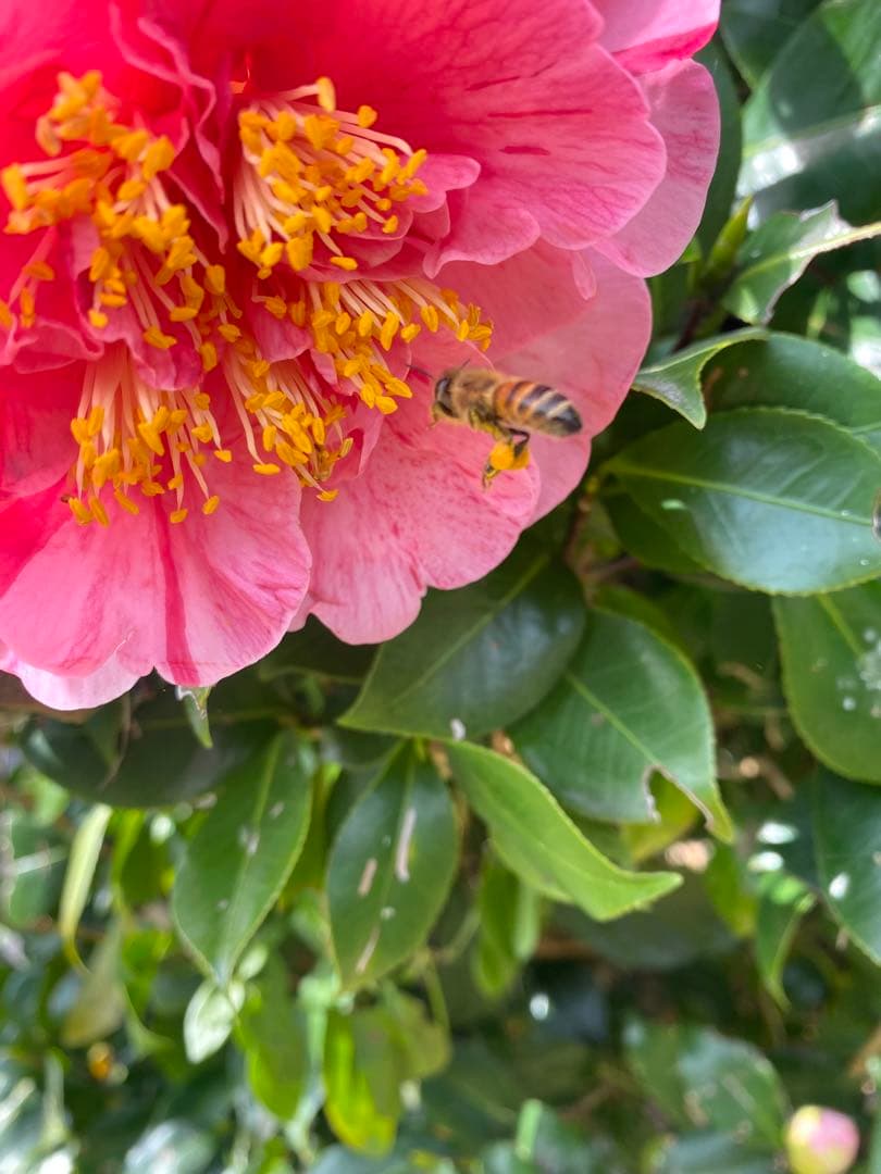 日本蜜蜂重箱式巣箱　捕獲飼育用
