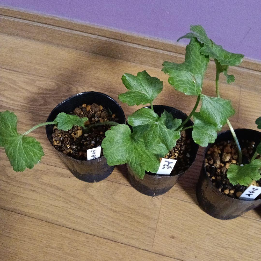 rui ラナンキュラスラックス 芽出し苗 6種セット！⑨⑪