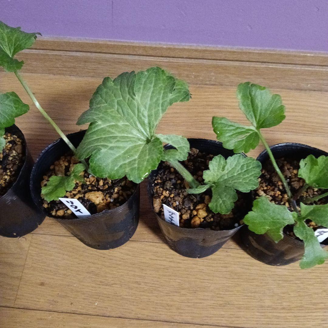 rui ラナンキュラスラックス 芽出し苗 6種セット！⑨⑪