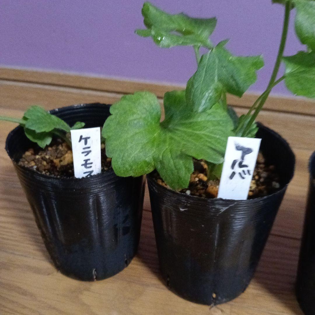 rui ラナンキュラスラックス 芽出し苗 6種セット！⑨⑪