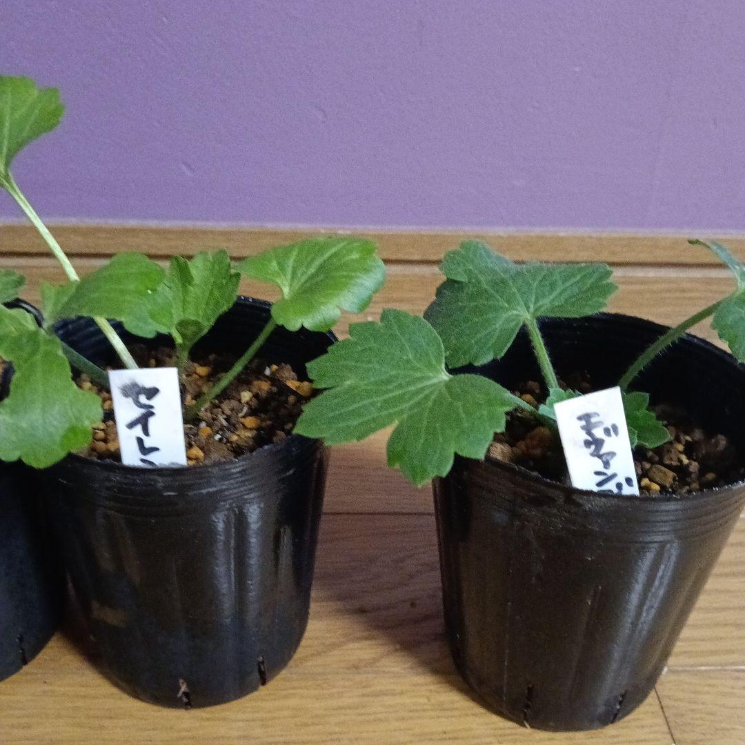 rui ラナンキュラスラックス 芽出し苗 6種セット！⑨⑪