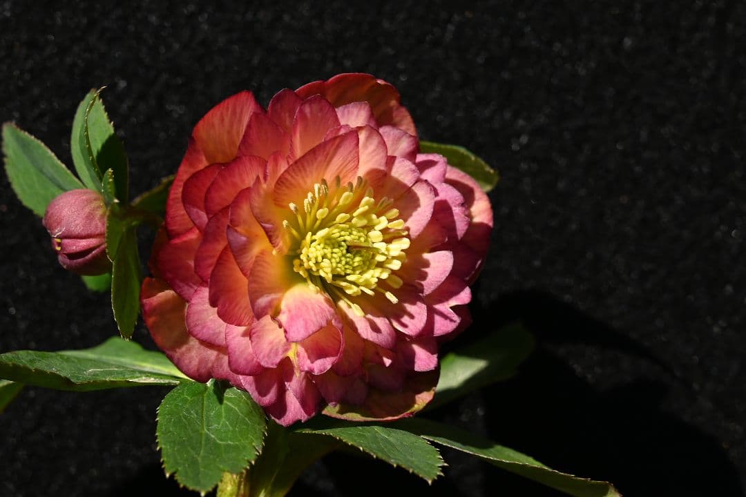 クリスマスローズ　認定アフロディーテ多弁　加藤農園