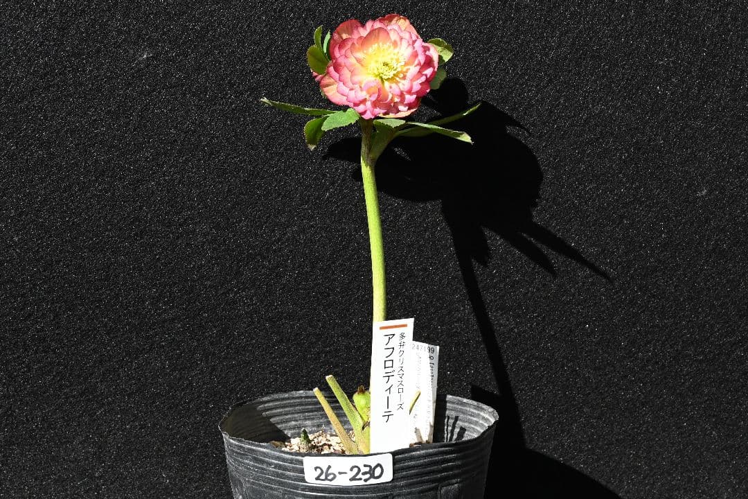 クリスマスローズ　認定アフロディーテ多弁　加藤農園