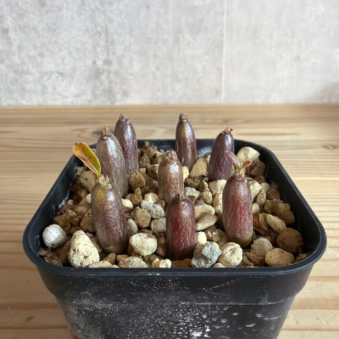 8株セット　パキポディウムウィンゾリー 国内実生株