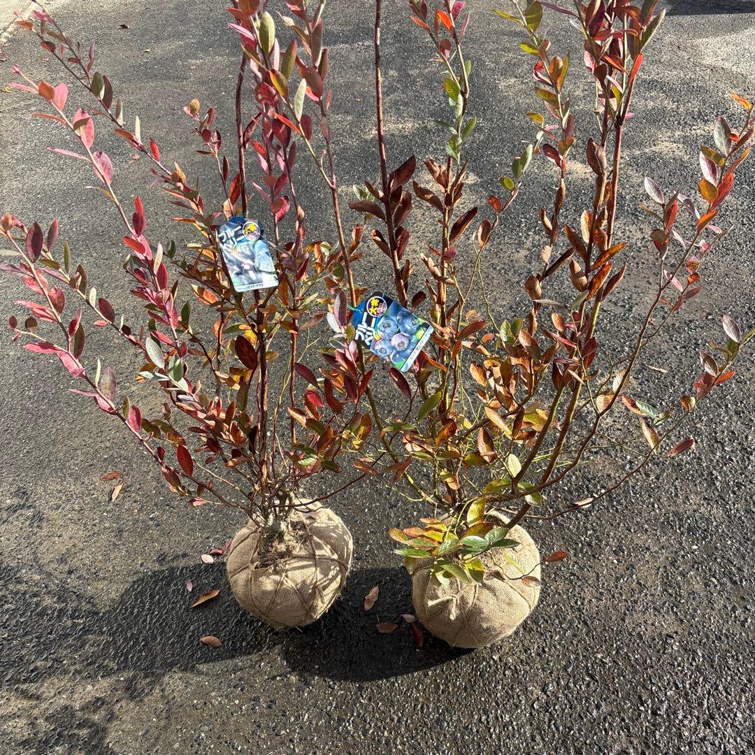 ご注文品　デライト×2 ブルーベリー　準大苗セット