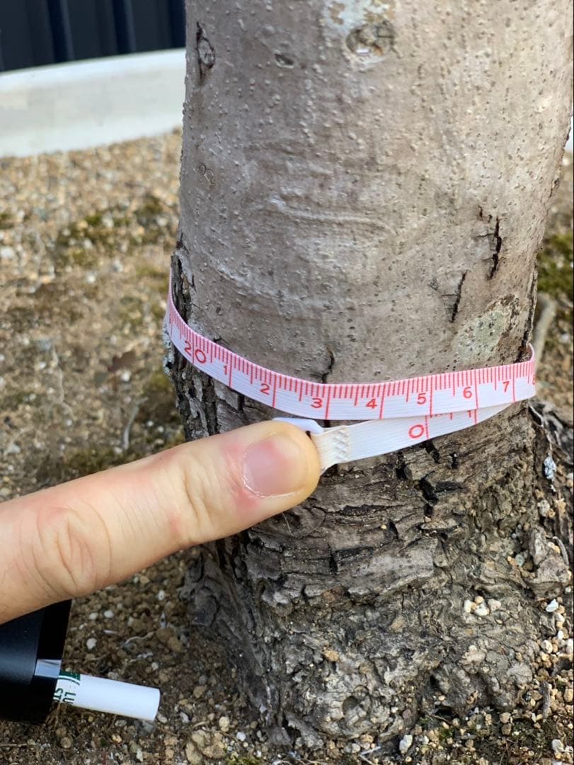 (引取り限定)オリーブの木