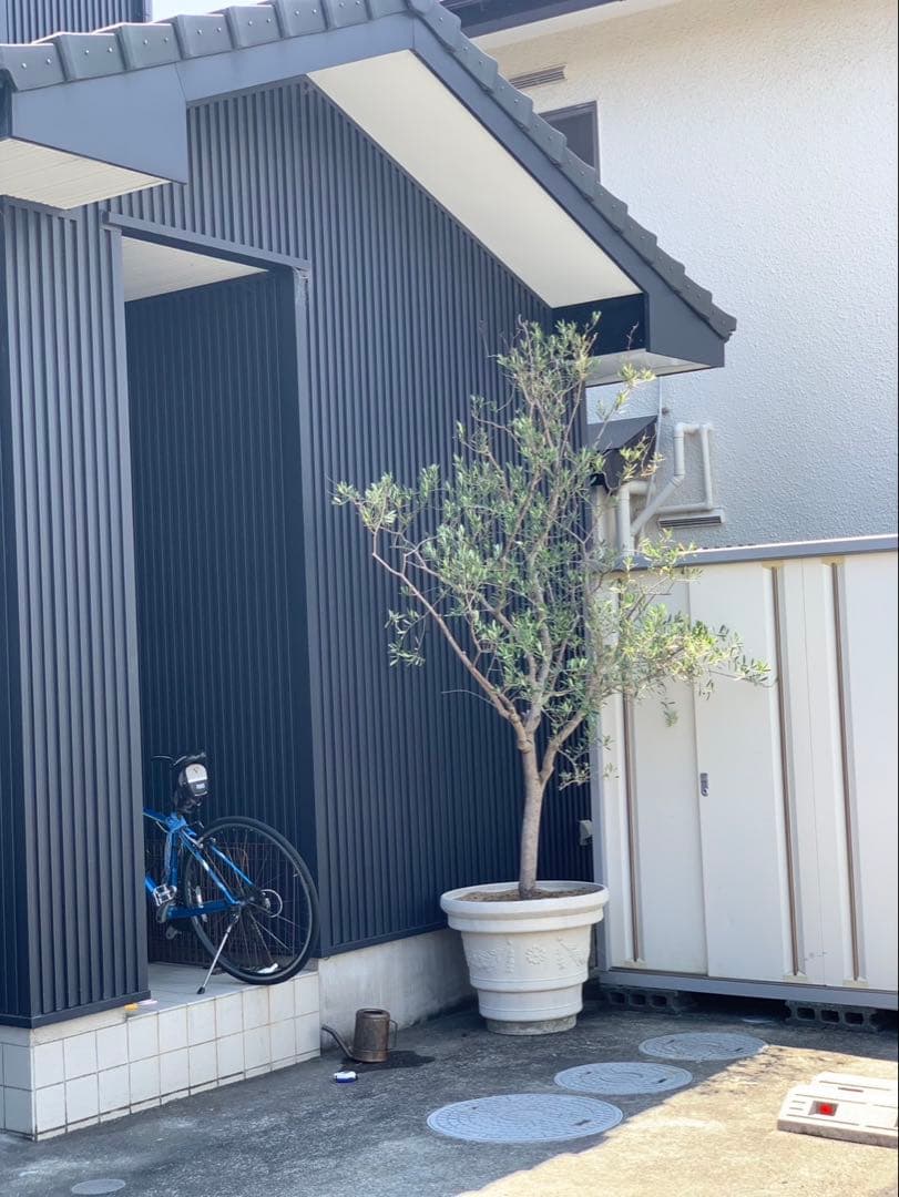 (引取り限定)オリーブの木